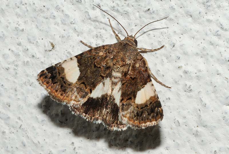 Noctuidae - Tyta luctuosa